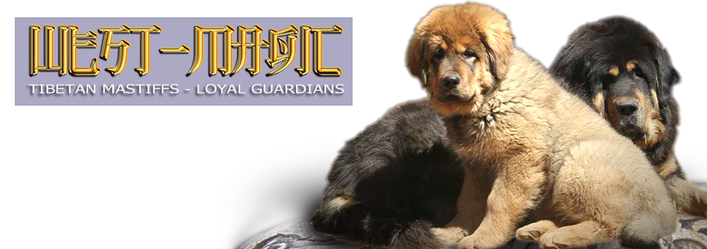 tibetan mastiff